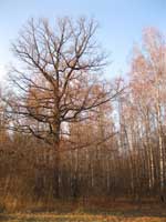 Счастливы будут дуб и береза, им только зиму одну переждать... Фото: Олег Арсеньев 21.11.2011 Счастливы будут дуб и береза, им только зиму одну переждать...